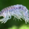 Real Scud Shrimp - Blue