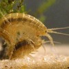 Real Scud Shrimp - Olive