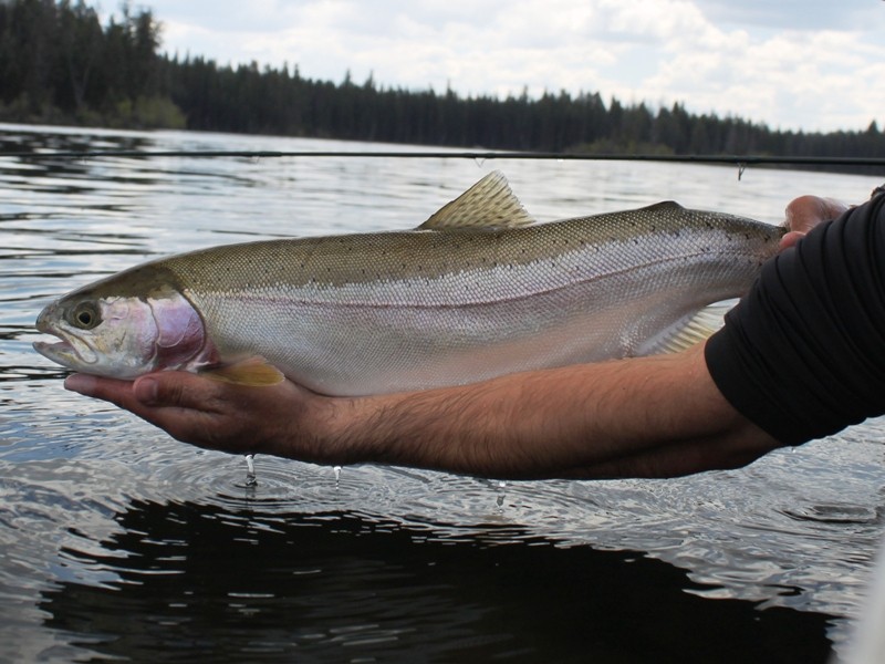 Roche Lake Trophy Rainbow Trout