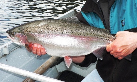 Roche Lake Winter Kill & Trophy Trout - can be a winning combination!