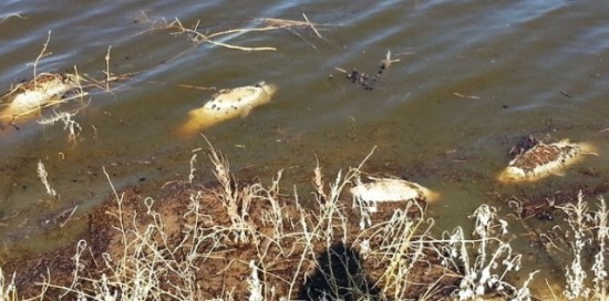 Roche Lake Winter Kill & Trophy Trout ... more winter kill 