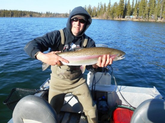 Big Northern BC Rainbow Trout - flyguys.net