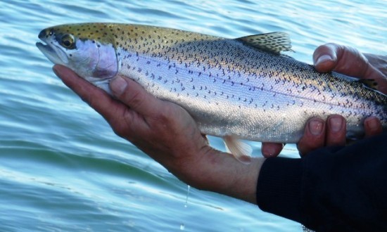 Northern BC 3LB Rainbow Trout - flyguys.net