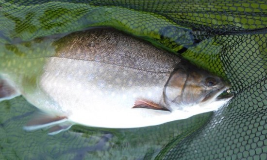 Northern BC Brook Trout - flyguys.net