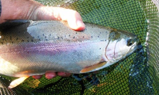 Northern BC Rainbow Trout - flyguys.net