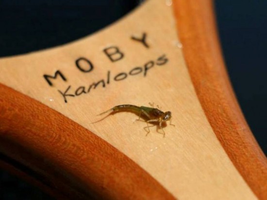 MOBY Kamloops Trophy Fly Fishing Nets - Damsel on a MOBY Kamloops