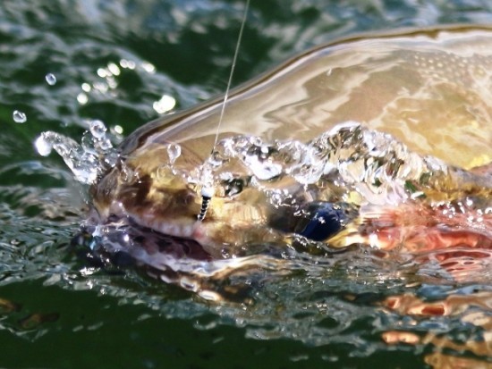 ... hooked by a Silver Zucchini Chironomid Fly