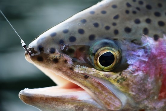 ... hooked by a Zucchini Chironomid Fly pattern!