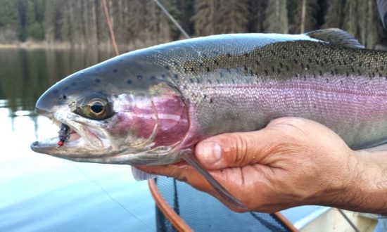 Early Spring FlyFishing Strategies