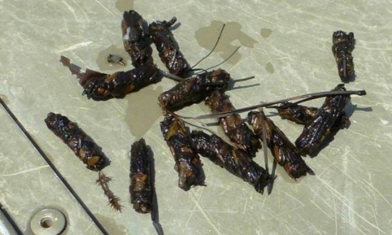 Cased Caddis Larvae