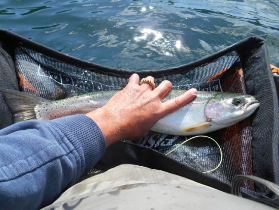 May Chironomids 2016 - Fly Fishing Beautiful British Columbia 