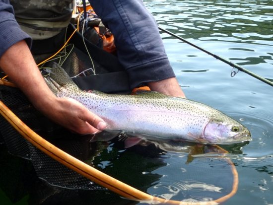 May Chironomids 2016 - Fly Fishing Beautiful British Columbia 