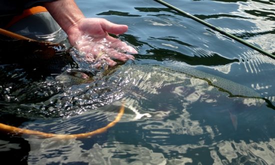 May Chironomids 2016 - Fly Fishing Beautiful British Columbia 