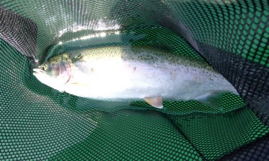 May Chironomids 2016 - Fly Fishing Beautiful British Columbia 