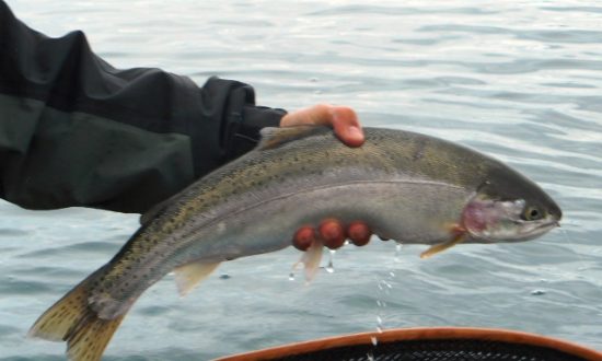 May Chironomids 2016 - Fly Fishing Beautiful British Columbia 