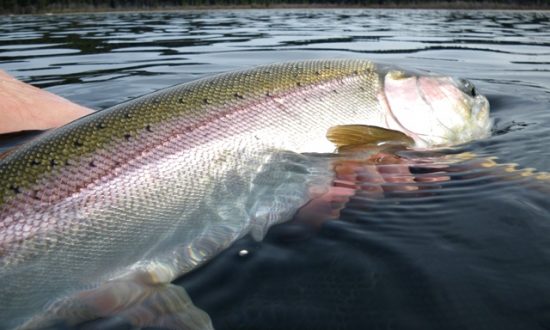 Stillwater Chironomid Fly Fishing Strategies for Finding Fish in Kamloops British Columbia | flyguys.net