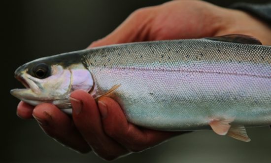 Stillwater Chironomid Fly Fishing Strategies for Finding Fish - Nursery Kamloops Rainbow Trout