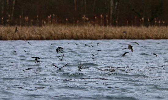 Stillwater Chironomid Fly Fishing Strategies for Finding Fish - Hatches