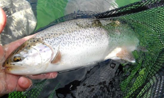 Palace in the Sky - BC Alpine Fly Fishing Report 2016 - BC Rainbow Trout