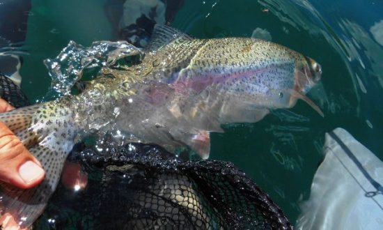 Palace in the Sky - BC Alpine Fly Fishing Report 2016 - Rainbow Release