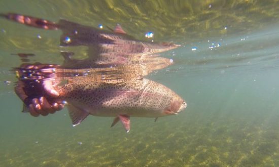 Palace in the Sky - BC Alpine Fly Fishing Report 2016 - Under Water Rainbow Release