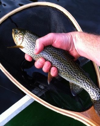 Fly Fishing Cutthroat Trout - Cutty