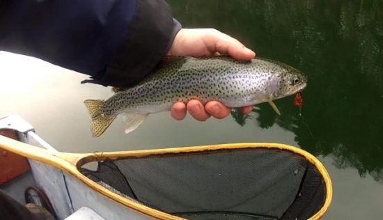 Fly Fishing Cutthroat Trout - Silver Spotted Cutty