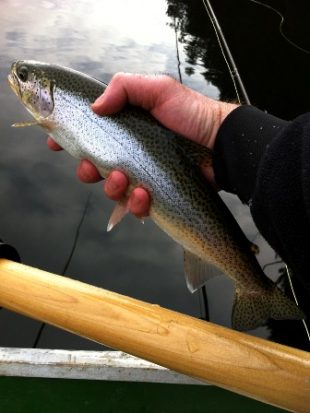 Fly Fishing Cutthroat Trout - Spotted Cutty