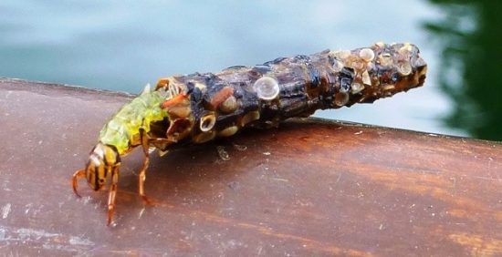 Caddi Melt Cased Caddis Fly Pattern