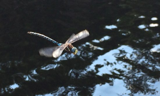 Roche Lake Park Fishing Report - Dragonfly