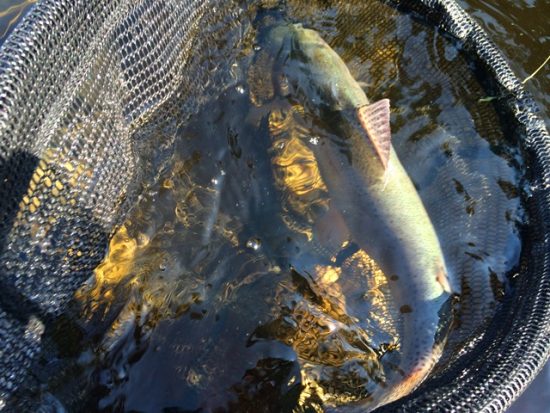 Roche Lake Park Fishing Report - Netted Rainbow Trout