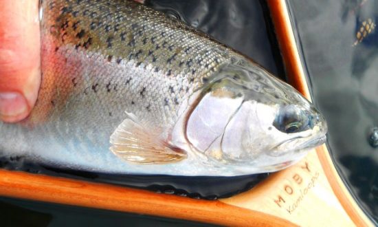 Fall Fishing Report - Rainbow in a MOBY