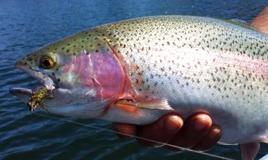 Pre Hatch Six Pack - Essential Still Water Ice Off Fly Patterns