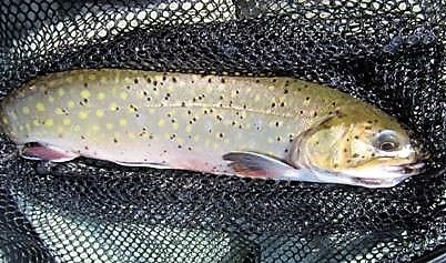 Trout Bookmarks Leather Bookmarks Brook Trout Rainbow Trout Brown