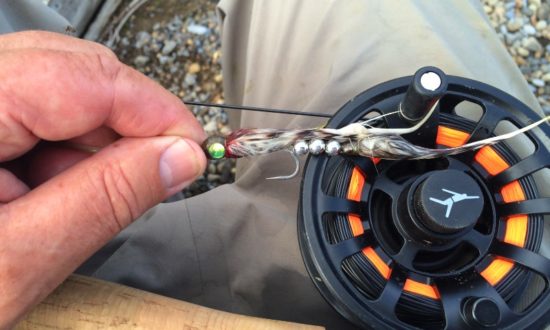 A Bullish Market Rocky Mountain River Fishing Report - Dirty Rabbit Fly