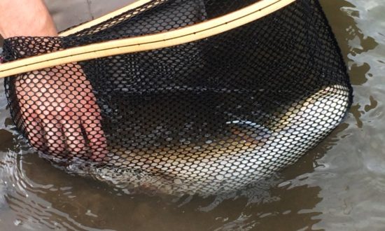 A Bullish Market Rocky Mountain River Fishing Report - Netted Bull Trout
