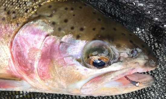 Northern BC Summer Fly Fishing Report 2018 - Rainbow Trout