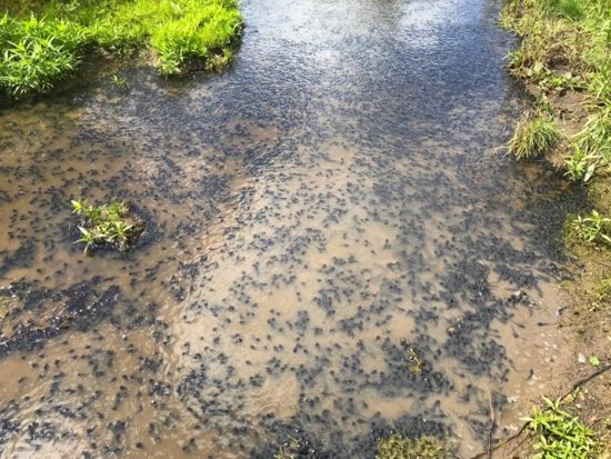 Northern BC Summer Fly Fishing Report 2018 - Tadpoles