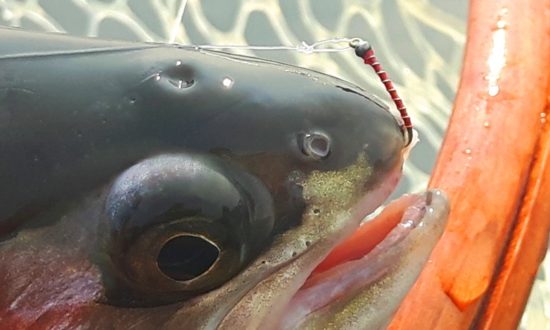 Flyguys Favourite Fall Fishing Patterns - BW2 Bloodworm | fall fly patterns