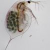 Fly Fishing Daphnia