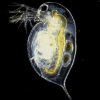 Fly Fishing Daphnia