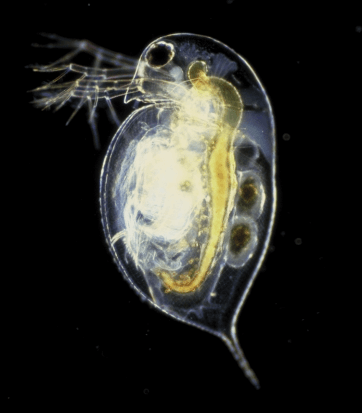 Fly Fishing Daphnia