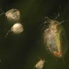 Fly Fishing Daphnia