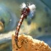 Anti Static Bag (ASB) Chironomid