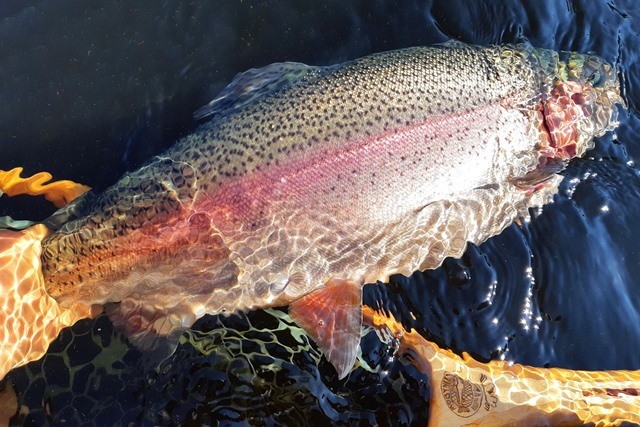 The Chicago powerline fishing with the city boys. #chicagopowerlinefishing  #cohosalmon #cauca 