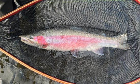 Steelhead Valhalla - Fly Fishing the Babine River - Steelhead 1