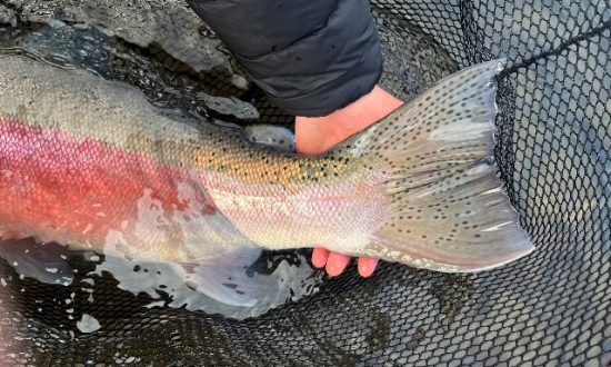 Steelhead Valhalla - Fly Fishing the Babine River - Steelhead 2