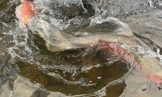 Ice Fishing  Moose Knuckle Fly Fishing