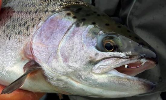 Close Encounters of the Steelhead Kind On the Babine River - blog