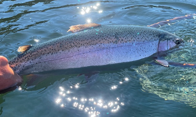 Flattening the Fly Fishing Learning Curve - Fraser Valley Rainbow Trout